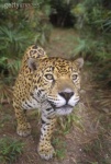 image of jaguar_car