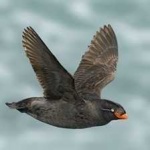 image of bird