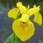 image of yellow_iris #19
