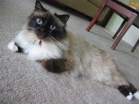 image of animal