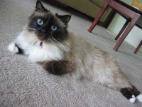 image of birman #34