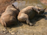 image of animal