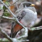 image of bird