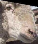 image of animal