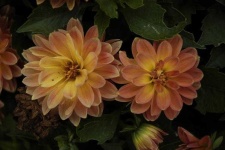 image of flower