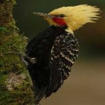 image of bird
