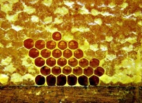image of honeycomb