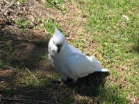 image of sulphur_crested_cockatoo #2
