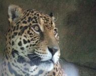 image of jaguar_car