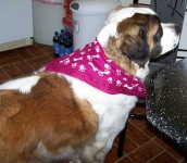 image of saint_bernard