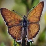 image of animal