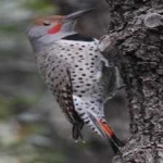 image of bird