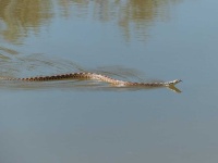 image of animal