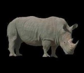 image of rhino