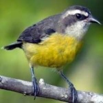 image of bananaquit #28