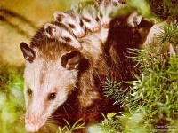 image of possum #46