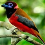 image of bird