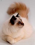 image of birman #23