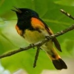 image of bird