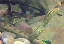 image of water_snake