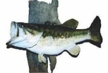 image of animal