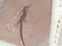 image of alligator_lizard