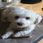 image of animal