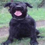 image of animal