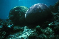 image of coral_reef