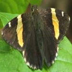 image of banded_butterfly #57