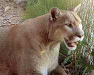 image of cougar