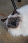 image of birman #26