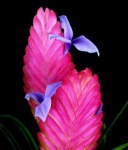image of flower
