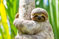 image of sloth