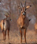 image of animal