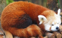 image of animal