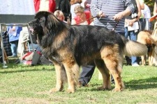 image of leonberg