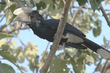 image of hornbill