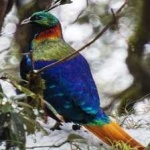 image of bird