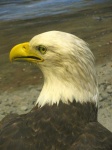 image of animal