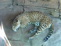 image of jaguar_car