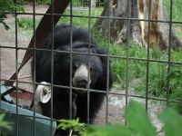 image of sloth_bear #26