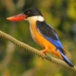 image of bird