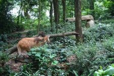 image of red_wolf