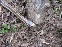 image of garter_snake