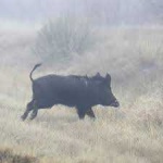 image of animal
