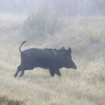 image of boar #28