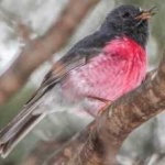 image of bird
