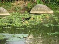image of drake