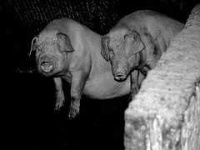 image of hog
